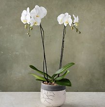 Imperial White Orchid