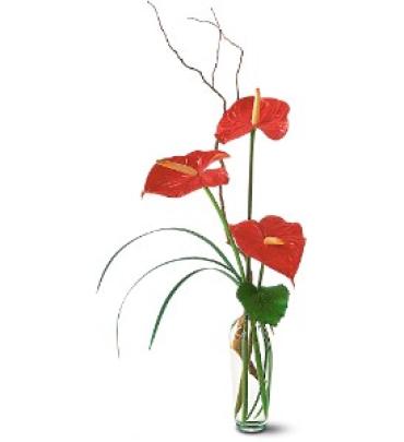 Anthurium Simplicity