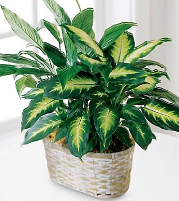 Mixed Green Basket