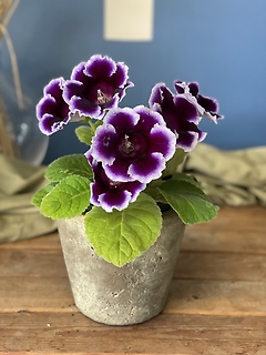 Gloxinia Plant