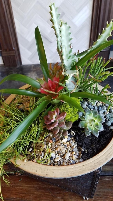 Bromeliad Succulent Planter