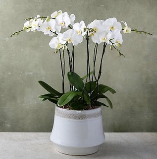 Classic Deluxe Phalaenopsis