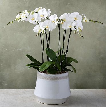 Classic Deluxe Phalaenopsis