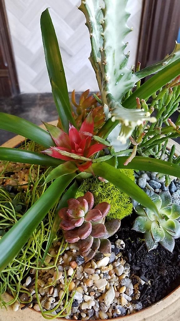 Bromeliad Succulent Planter