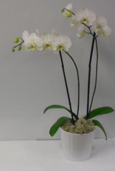 Elegant White or Purple Orchid