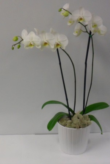 Elegant White or Purple Orchid