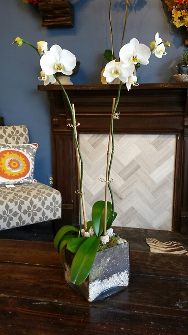 Sympathy orchid