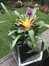 Bromeliad Orchid Combination