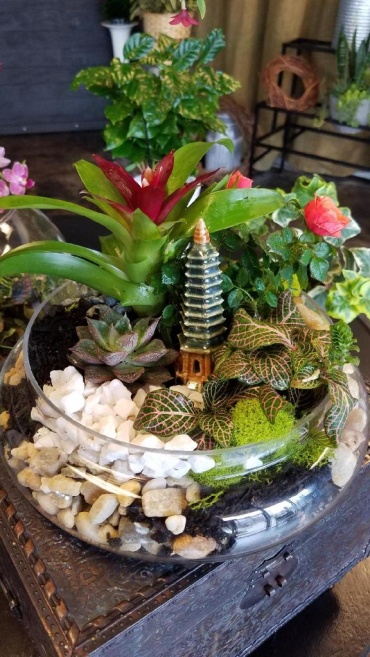 Tropical Zen Terrarium