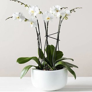 Classic Deluxe Phalaenopsis