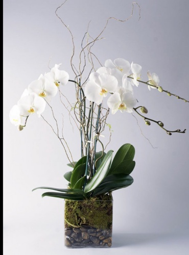 White Earth Orchid