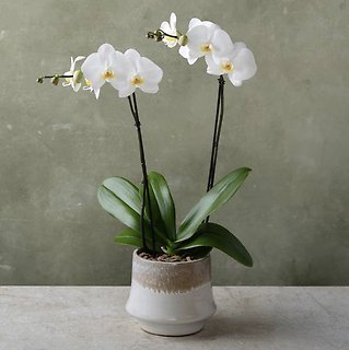 Classic Phaleonopsis