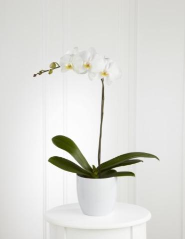 White Ordchid