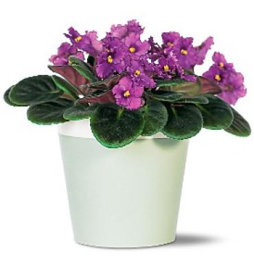 African Violet