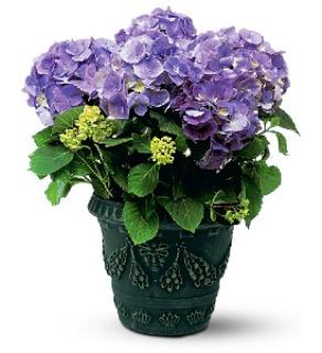 Happy Hydrangea - Purple