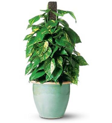 Pothos on Pole