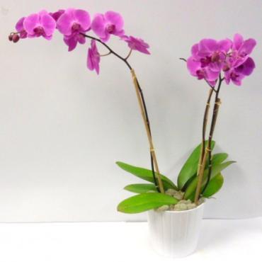 Elegant Orchid